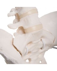 Scheletro di bacino femminile flessibile a montaggio elastico 3B Scientific A61/1