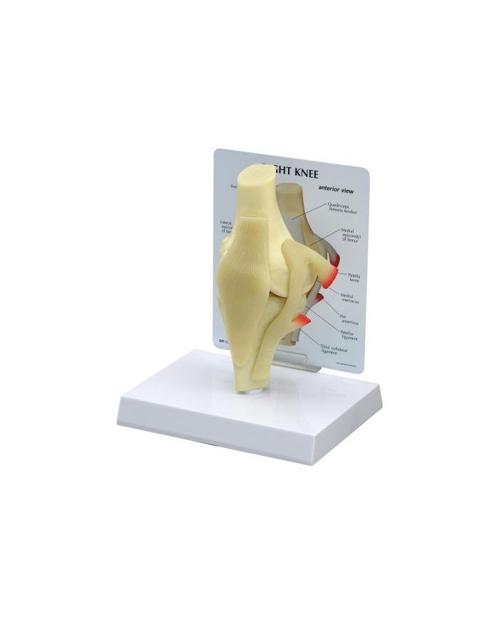 Modello base di articolazione del ginocchio 3B Scientific 1019499