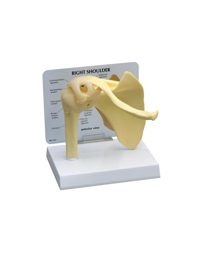 Modello base di articolazione della spalla 3B Scientific 1019513