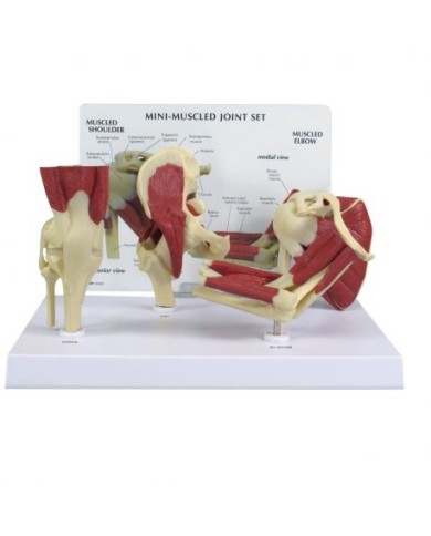 Set di mini articolazioni con evidenza della muscolatura 3B Scientific 1019518