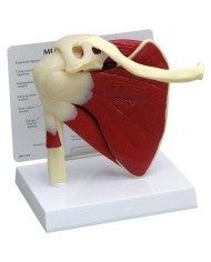 Modello anatomico funzionale di cuffia dei rotatori 3B Scientific  W42005
