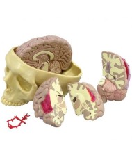 Modello anatomico di cervello umano con cranio 3B Scientific 1019542 Modello anatomico di cervello umano con cranio 3B Scientific 1019542