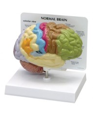 Modello anatomico di mezzo cervello normale 3B Scientific 1019543 Modello anatomico di mezzo cervello normale 3B Scientific 1019543