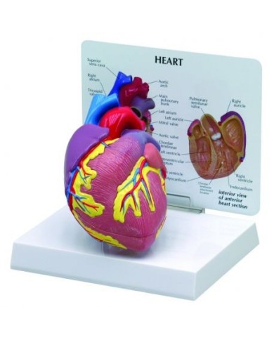 Modello di cuore didattico scomponibile in 2 parti 3B Scientific 1019529 Modello di cuore didattico scomponibile in 2 parti 3B Scientific 1019529