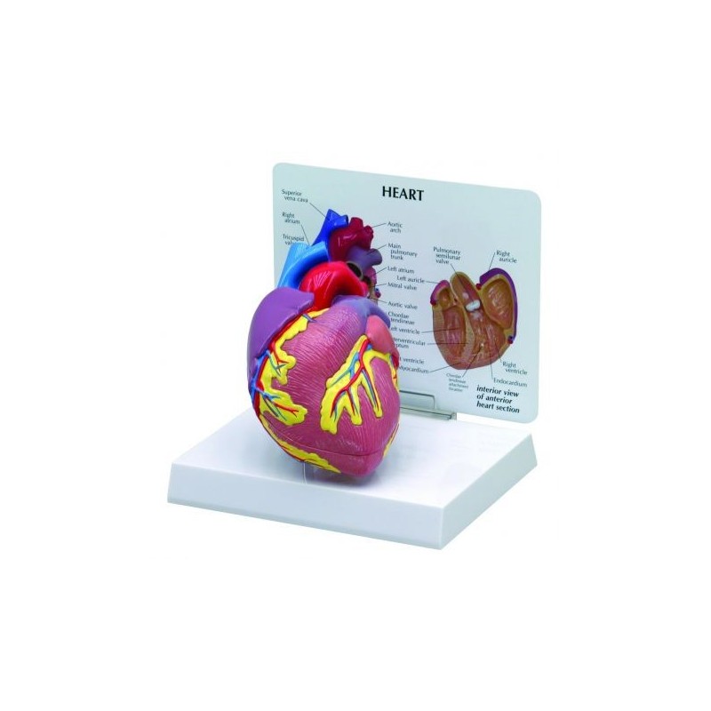 Modello di cuore didattico scomponibile in 2 parti 3B Scientific 1019529