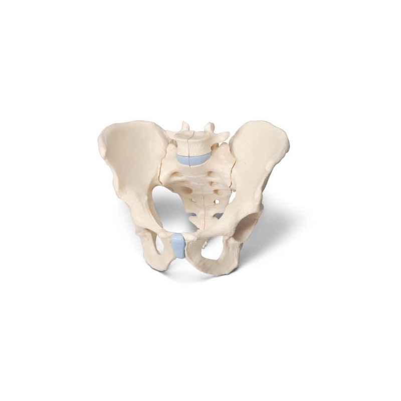 Modello anatomico di scheletro di bacino maschile 3B Scientific H21/1