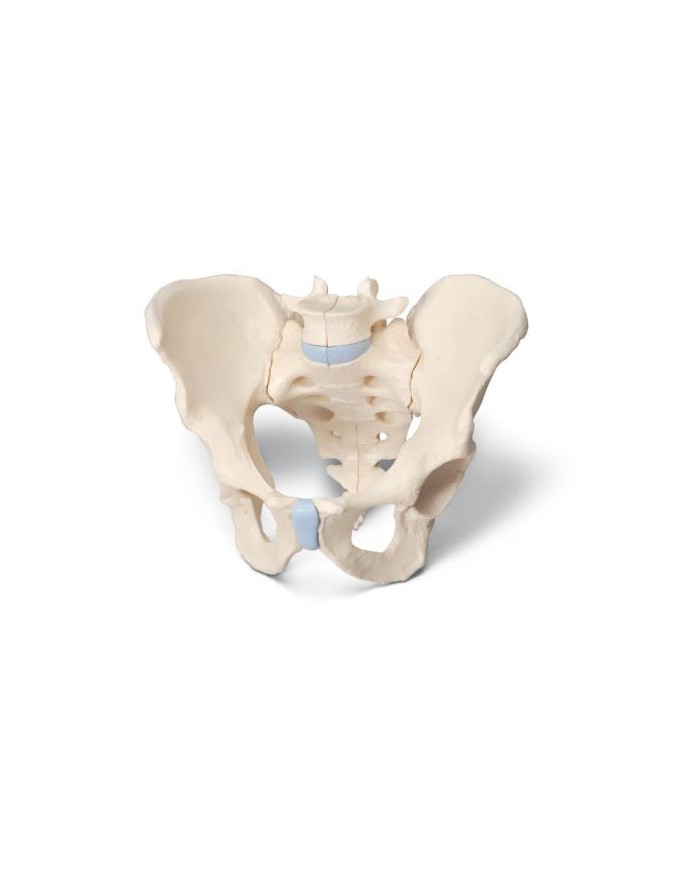 Modello anatomico di scheletro di bacino maschile 3B Scientific H21/1