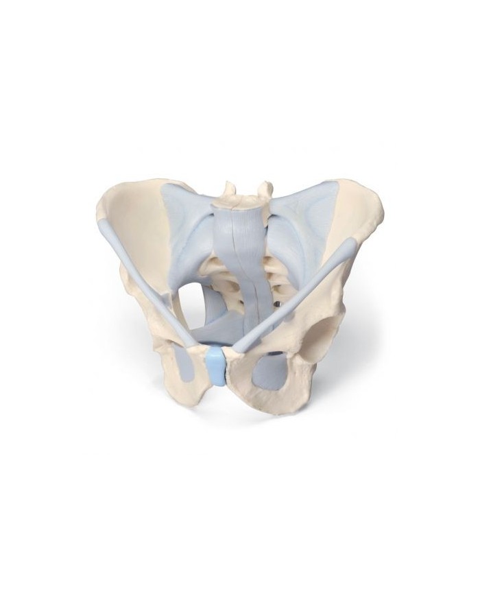 Modello anatomico di scheletro di bacino maschile con legamenti 3B Scientific H21/2