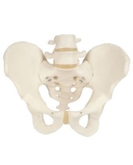 Modello anatomico di scheletro di bacino maschile 3B Scientific A60