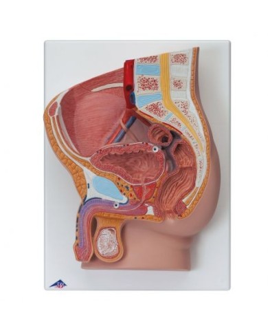 Modello anatomico di bacino maschile, scomponibile in 2 parti 3B Scientific H11