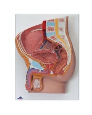 Modello anatomico di bacino maschile, scomponibile in 2 parti 3B Scientific H11