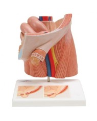 Modello anatomico di ernia inguinale, 3B Scientific H13