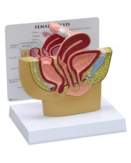 Modello anatomico di Pelvi femminile in sezione 3B Scientific 1019561