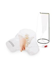 Simulatore per addestramento alla cateterizzazione maschile trasparente W43028M