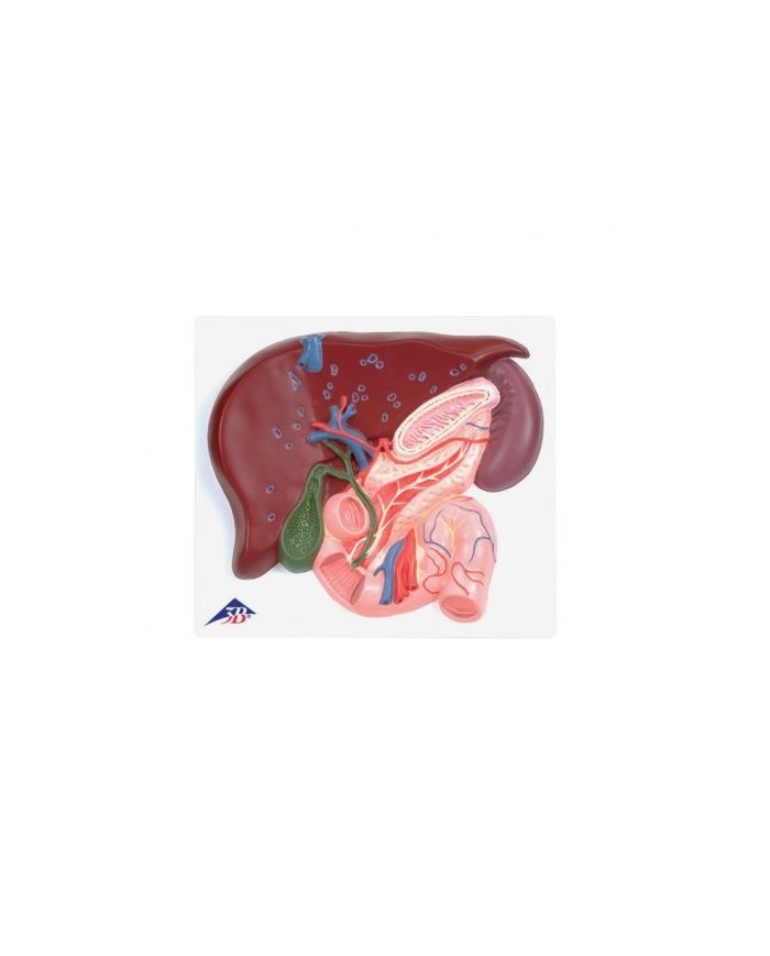 Fegato con cistifellea pancreas e duodeno 3B Scientific VE315