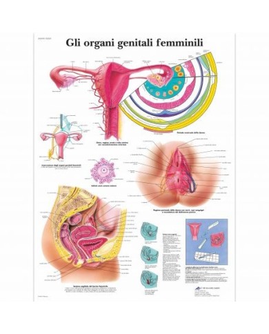 3B Scientific, tavola anatomica, Gli organi genitali femminili (cod, VR4532L ) 3B Scientific, tavola anatomica, Gli organi genitali femminili (cod, VR4532L )