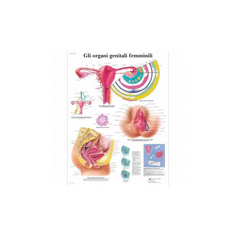 3B Scientific, tavola anatomica, Gli organi genitali femminili (cod, VR4532L )