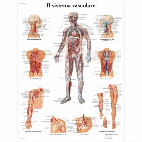 3B Scientific tavola anatomica Poster Il sistema vascolare cod