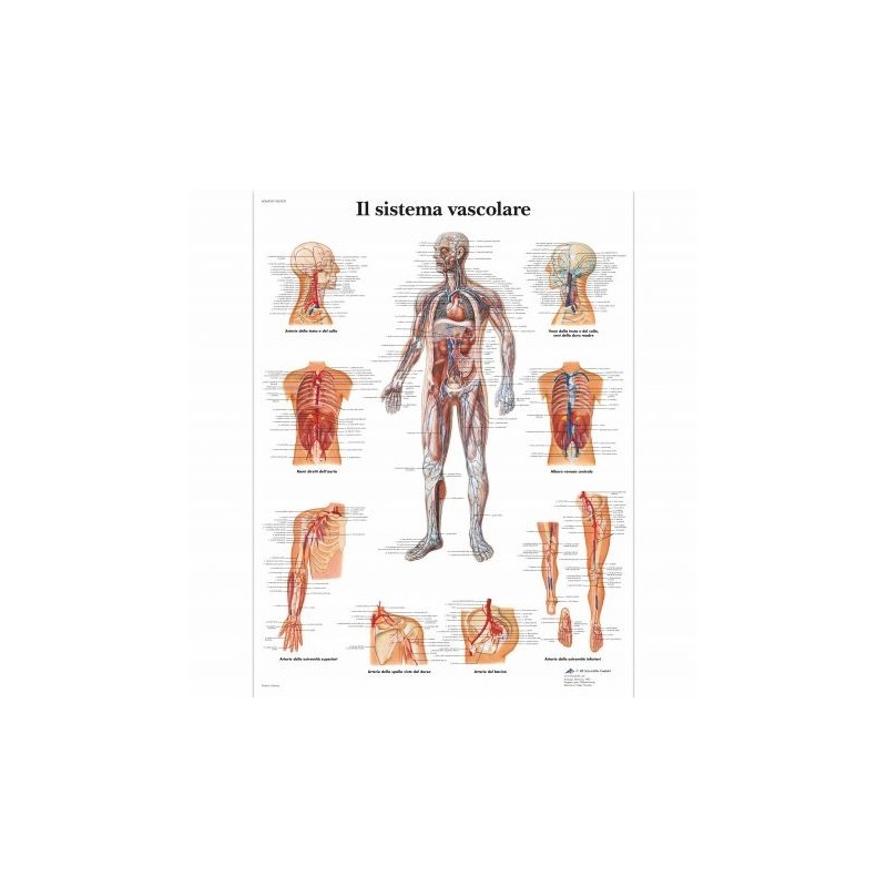 3B Scientific, tavola anatomica, Poster Il Sistema Vascolare cod. VR4353L
