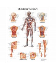 3B Scientific, tavola anatomica, Poster Il Sistema Vascolare cod. VR4353L