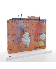 Modello anatomico di pelle in tre parti 3B MICROanatomy J16