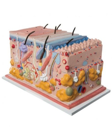 Modello anatomico di cute ingrandito 70 volte 3B MICROanatomy J13