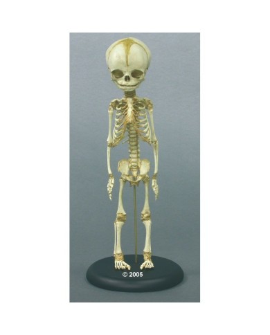 modello anatomico di scheletro di feto umano di 30 settimane, su base 2850 modello anatomico di scheletro di feto umano di 30 settimane, su base 2850