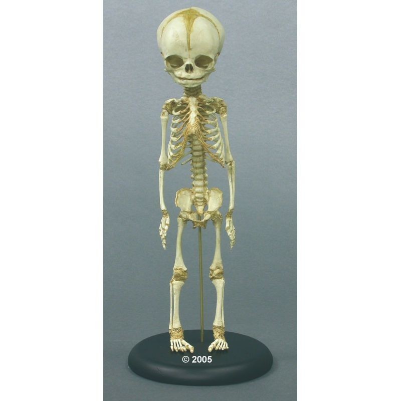 modello anatomico di scheletro di feto umano di 30 settimane, su base 2850