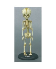 modello anatomico di scheletro di feto umano di 30 settimane, su base 2850
