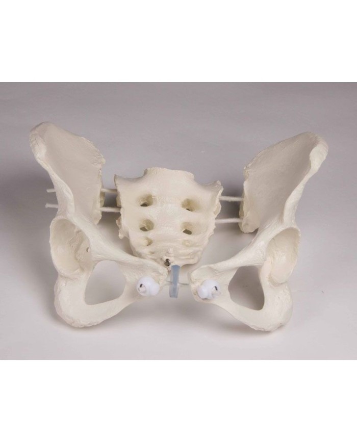 Colonna vertebrale lombare, con bacino e femori per la dimostrazione di cattive posizioni