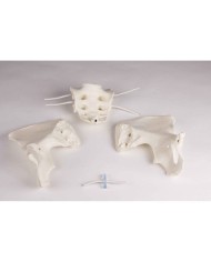 Colonna vertebrale lombare, con bacino e femori per la dimostrazione di cattive posizioni