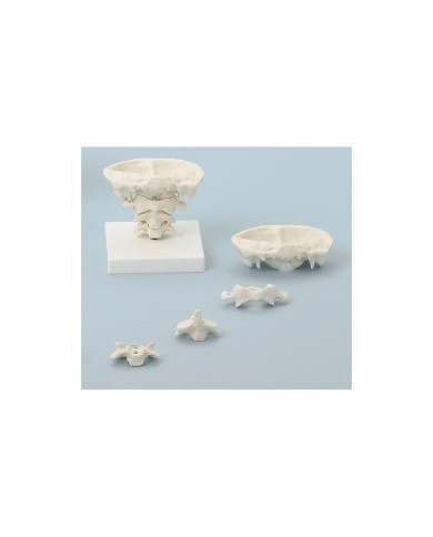 Erler Zimmer, modello di articolazione del cranio, a dimensione naturale, su stand, scomponibile in 4 parti 4080 Erler Zimmer, modello di articolazione del cranio, a dimensione naturale, su stand, scomponibile in 4 parti 4080