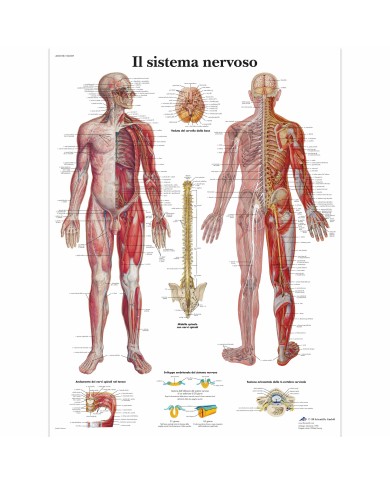 3B Scientific, tavola anatomica, Il Sistema Nervoso (cod, VR4620L) 3B Scientific, tavola anatomica, Il Sistema Nervoso (cod, VR4620L)