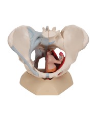 Pelvi femminile 3B Scientific con legamenti, in sezione mediosagittale