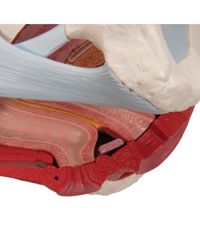 Pelvi femminile 3B Scientific con legamenti, in sezione mediosagittale