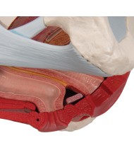 Pelvi femminile 3B Scientific con legamenti, in sezione mediosagittale