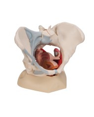 Pelvi femminile 3B Scientific con legamenti, in sezione mediosagittale