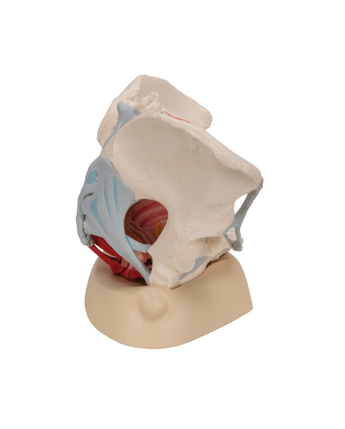 Pelvi femminile 3B Scientific con legamenti, in sezione mediosagittale