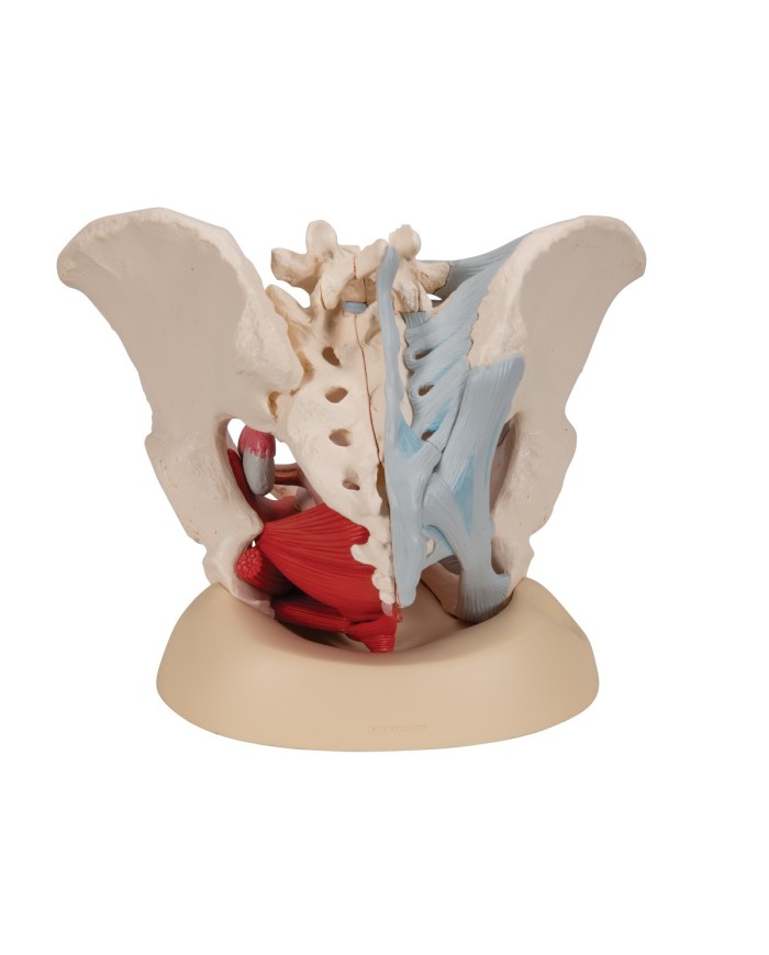 Pelvi femminile 3B Scientific con legamenti, in sezione mediosagittale