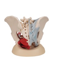 Pelvi femminile 3B Scientific con legamenti, in sezione mediosagittale