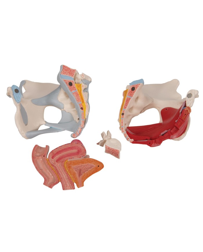 Pelvi femminile 3B Scientific con legamenti, in sezione mediosagittale