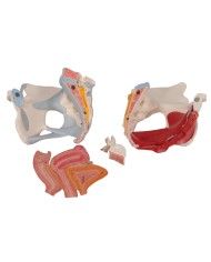 Pelvi femminile 3B Scientific con legamenti, in sezione mediosagittale