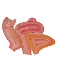 Pelvi femminile 3B Scientific con legamenti, in sezione mediosagittale