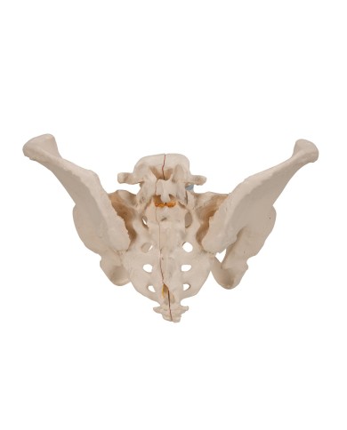 Pelvi femminile 3B Scientific H20/1, scomponibile in 3 parti