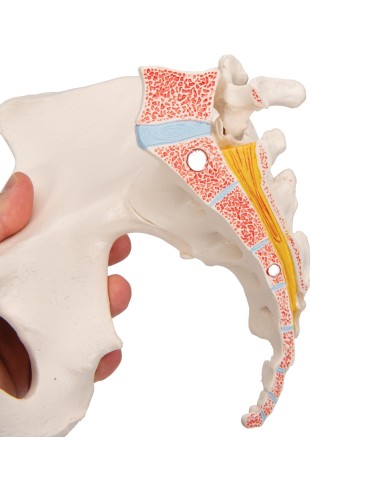 Pelvi femminile 3B Scientific H20/1, scomponibile in 3 parti