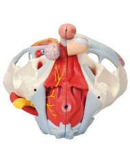 Pelvi maschile 3B Scientific con legamenti, vasi, nervi, pavimento pelvico e organi, in 7 parti H21/3
