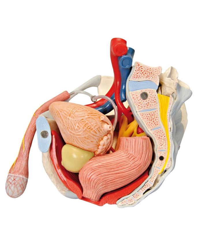 Pelvi maschile 3B Scientific con legamenti, vasi, nervi, pavimento pelvico e organi, in 7 parti H21/3