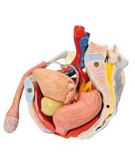 Pelvi maschile 3B Scientific con legamenti, vasi, nervi, pavimento pelvico e organi, in 7 parti H21/3