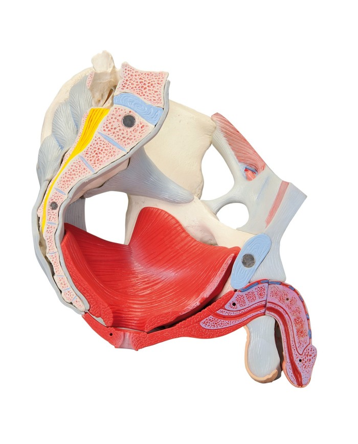 Pelvi maschile 3B Scientific con legamenti, vasi, nervi, pavimento pelvico e organi, in 7 parti H21/3