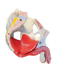 Pelvi maschile 3B Scientific con legamenti, vasi, nervi, pavimento pelvico e organi, in 7 parti H21/3